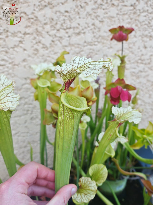 SXM07 Sarracenia x moorei — FL, (W) (S. flava var. rugelii x S. leucophylla) (H34, MK)