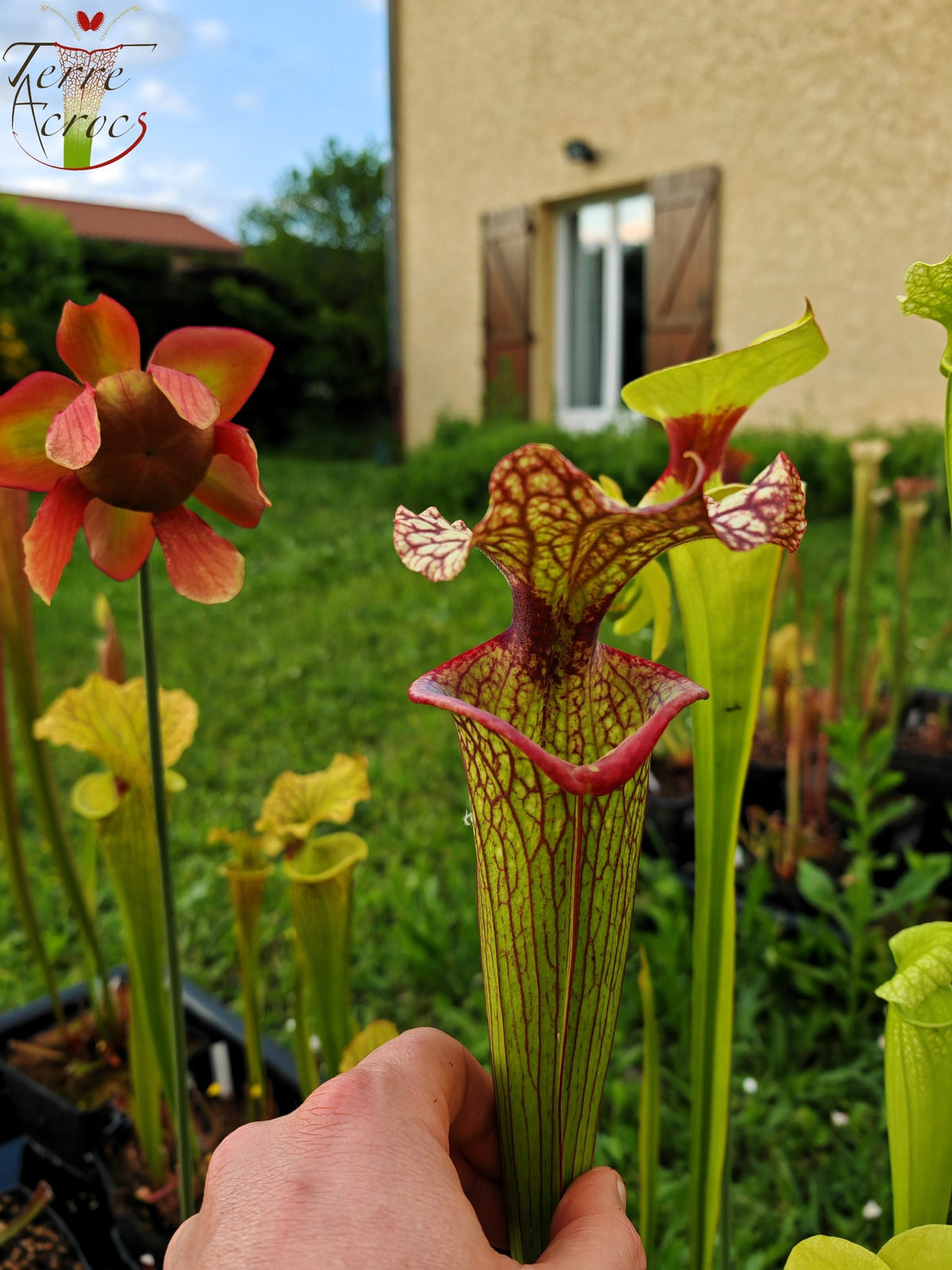 Sarracenia 2025 Samen (SXM15 x OP)