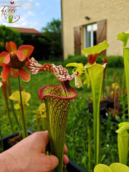 Sarracenia 2025 Samen (SXM15 x OP)