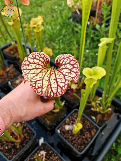 Sarracenia 2025 Samen (SXM15 x OP)