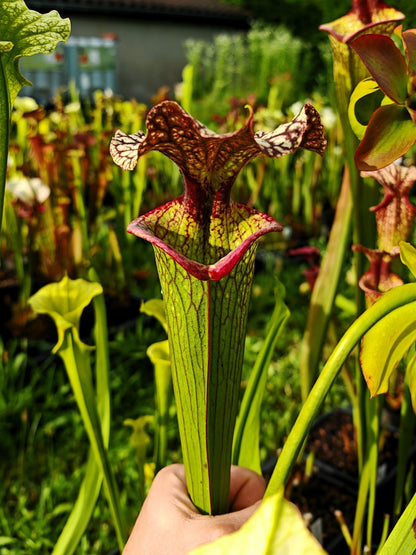 Sarracenia 2025 Samen (SXM15 x OP)
