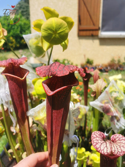 SXM11 Sarracenia x moorei – „Prätorianergarde“ (H260, MK)