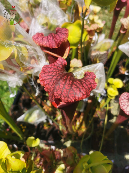 SXM11 Sarracenia x moorei – „Prätorianergarde“ (H260, MK)