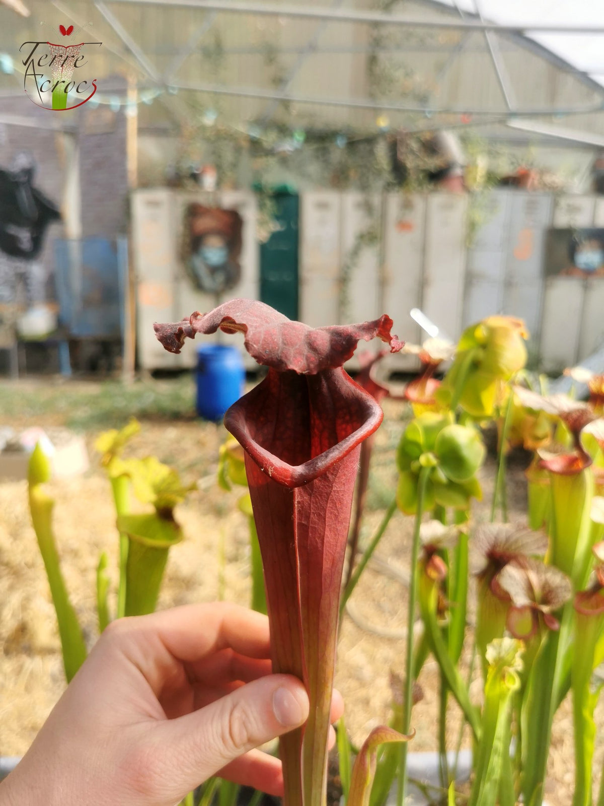 SXM11 Sarracenia x moorei – „Prätorianergarde“ (H260, MK)