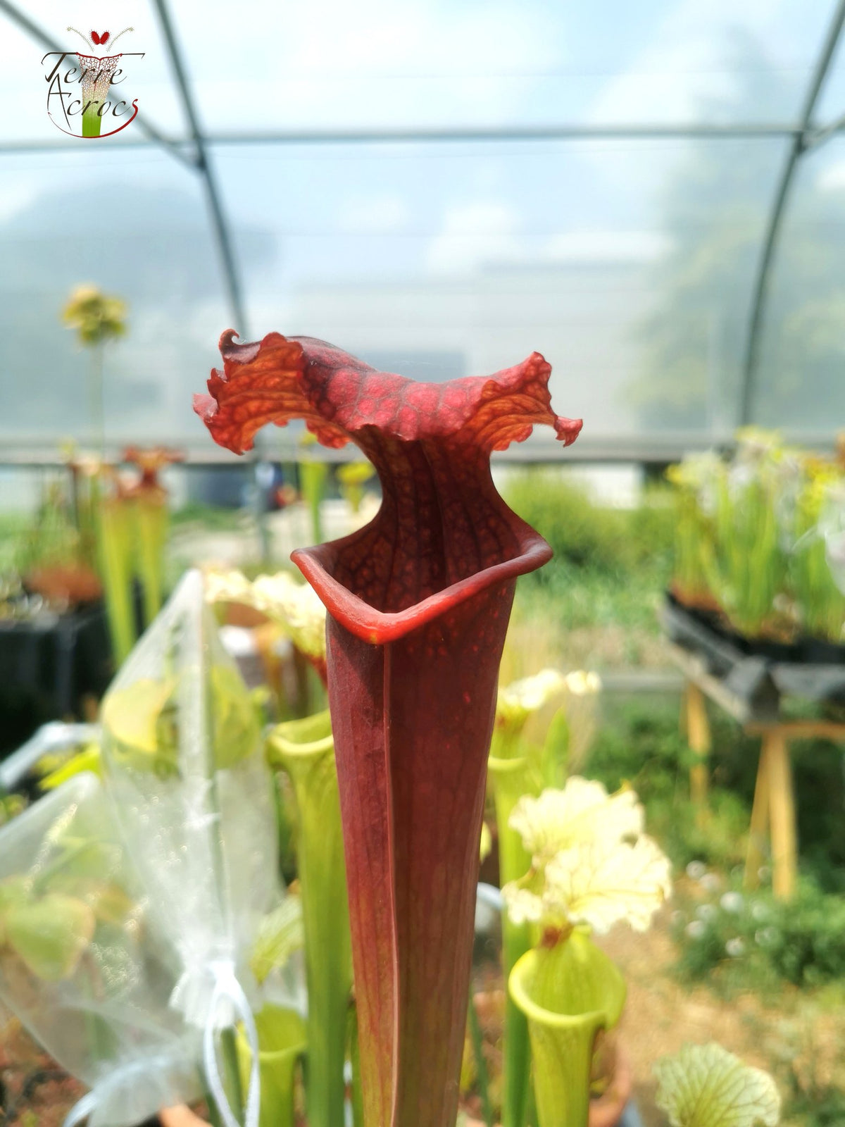 SXM11 Sarracenia x moorei – „Prätorianergarde“ (H260, MK)