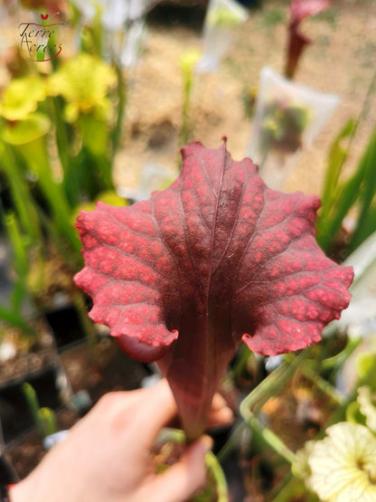 SXM11 Sarracenia x moorei – „Prätorianergarde“ (H260, MK)