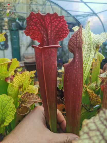 SXM11 Sarracenia x moorei – „Prätorianergarde“ (H260, MK)