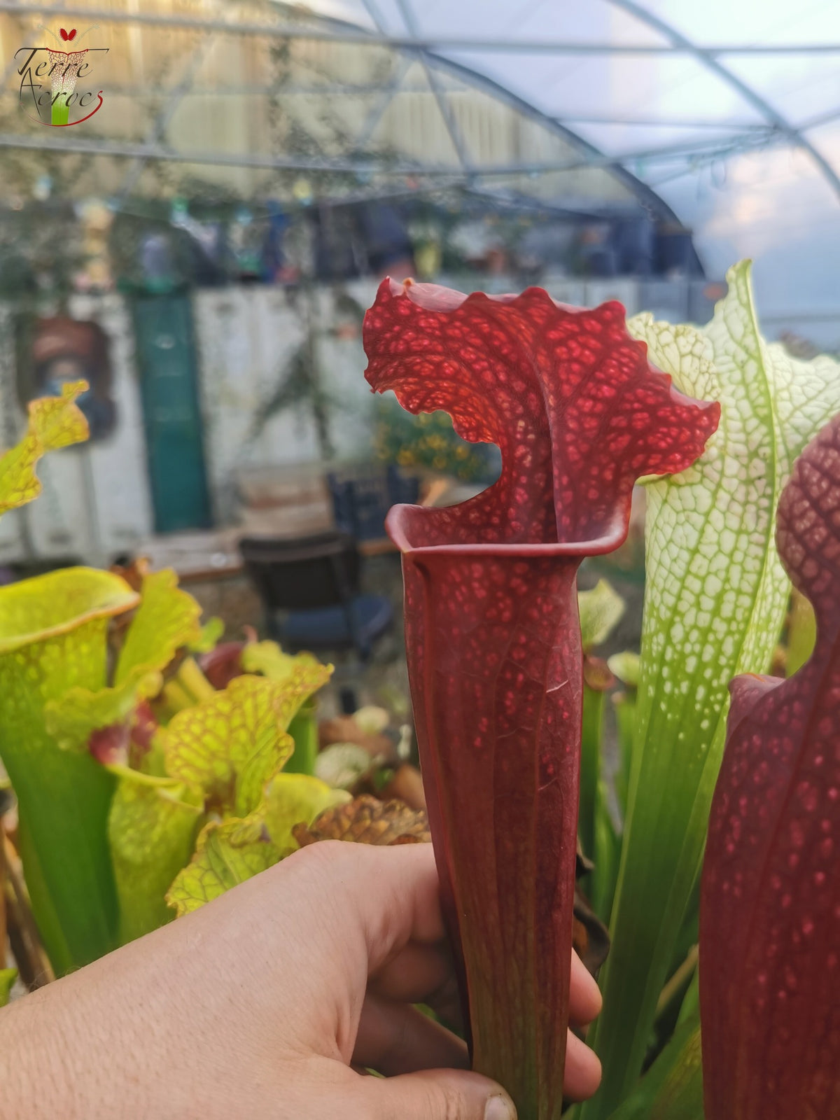 SXM11 Sarracenia x moorei – „Prätorianergarde“ (H260, MK)