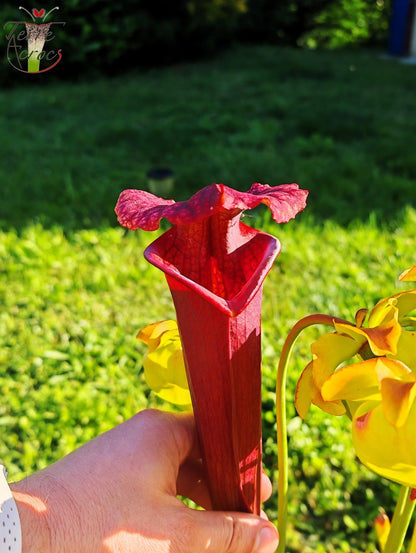 SXM11 Sarracenia x moorei – „Prätorianergarde“ (H260, MK)
