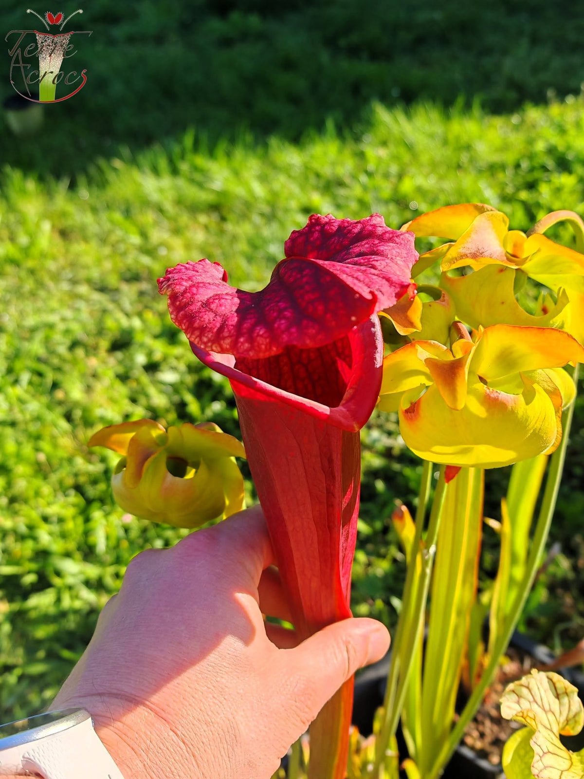 SXM11 Sarracenia x moorei – „Prätorianergarde“ (H260, MK)