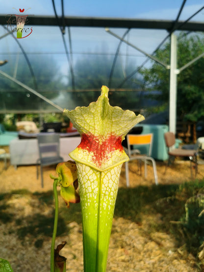 Sarracenia 2025 Samen (SXM12 x OP)