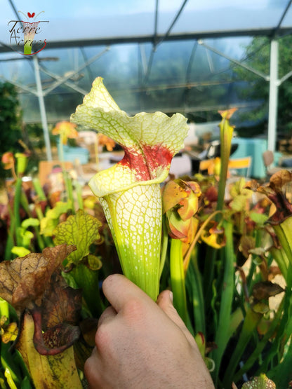 Sarracenia 2025 Samen (SXM12 x OP)