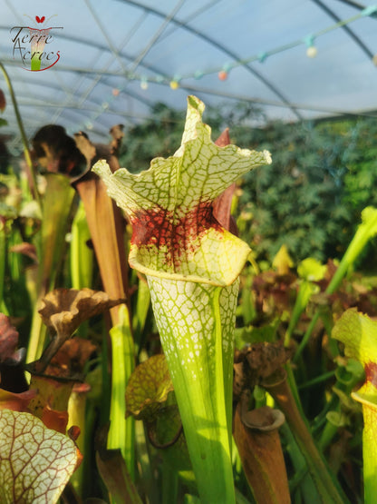 Sarracenia 2025 Samen (SXM12 x OP)