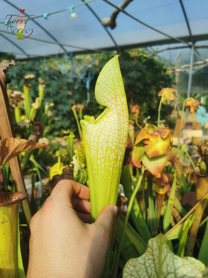 Sarracenia 2025 Samen (SXM12 x OP)
