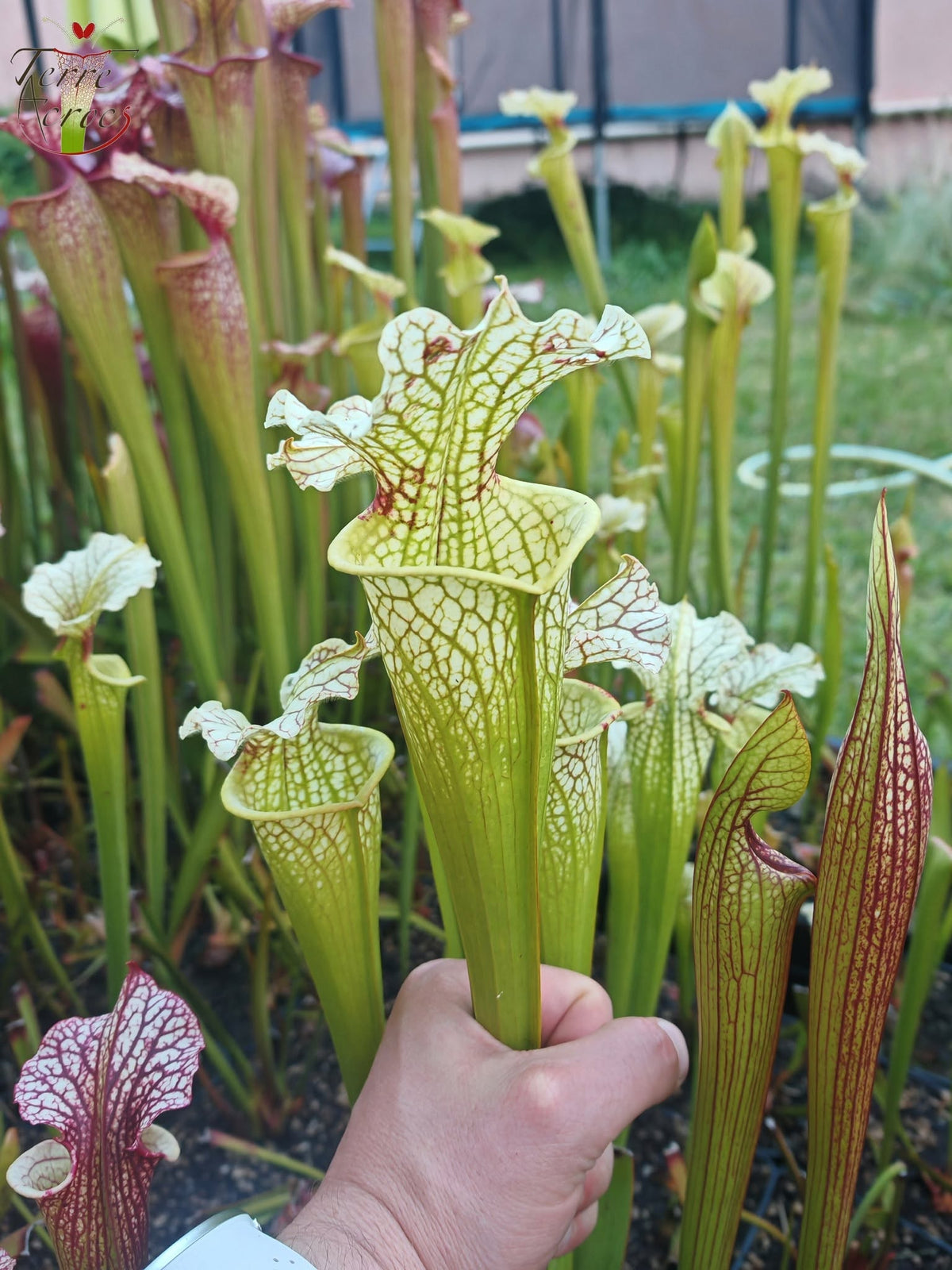 SXM12 Sarracenia x moorei -- "Wilkerson White Knight" (H211, MK)