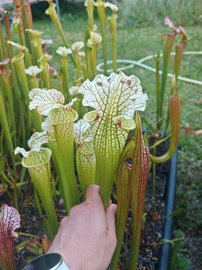 SXM12 Sarracenia x moorei -- "Wilkerson White Knight" (H211, MK)