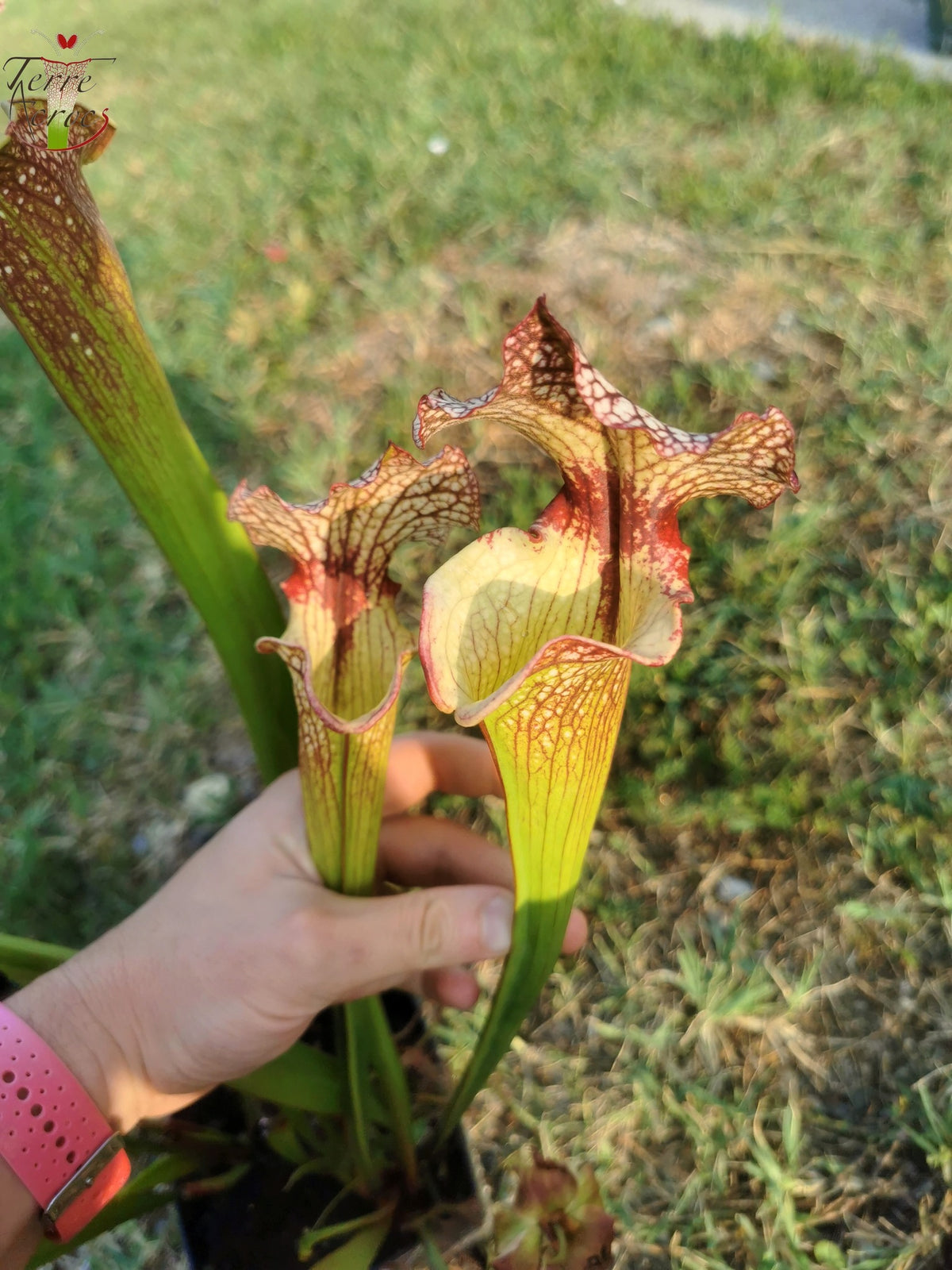 SXM13 Sarracenia x moorei -- "Tyrex"