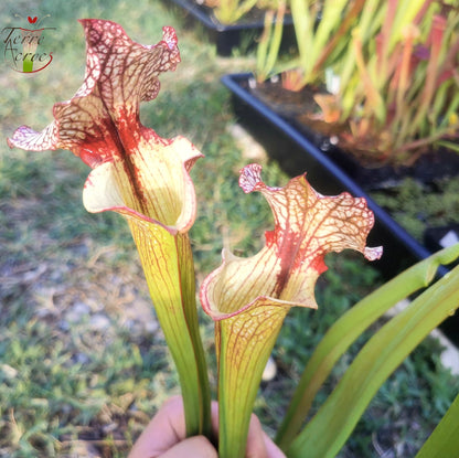 SXM13 Sarracenia x moorei -- "Tyrex"