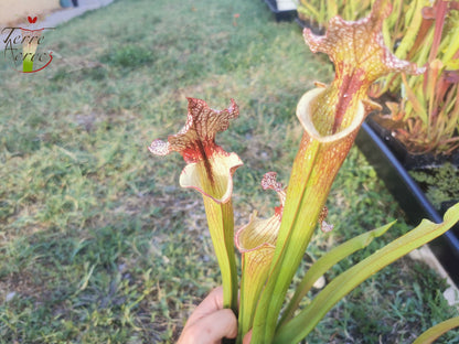 SXM13 Sarracenia x moorei -- "Tyrex"