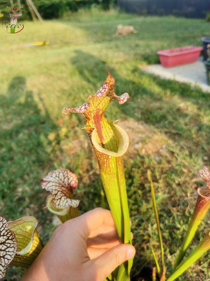 SXM13 Sarracenia x moorei -- "Tyrex"