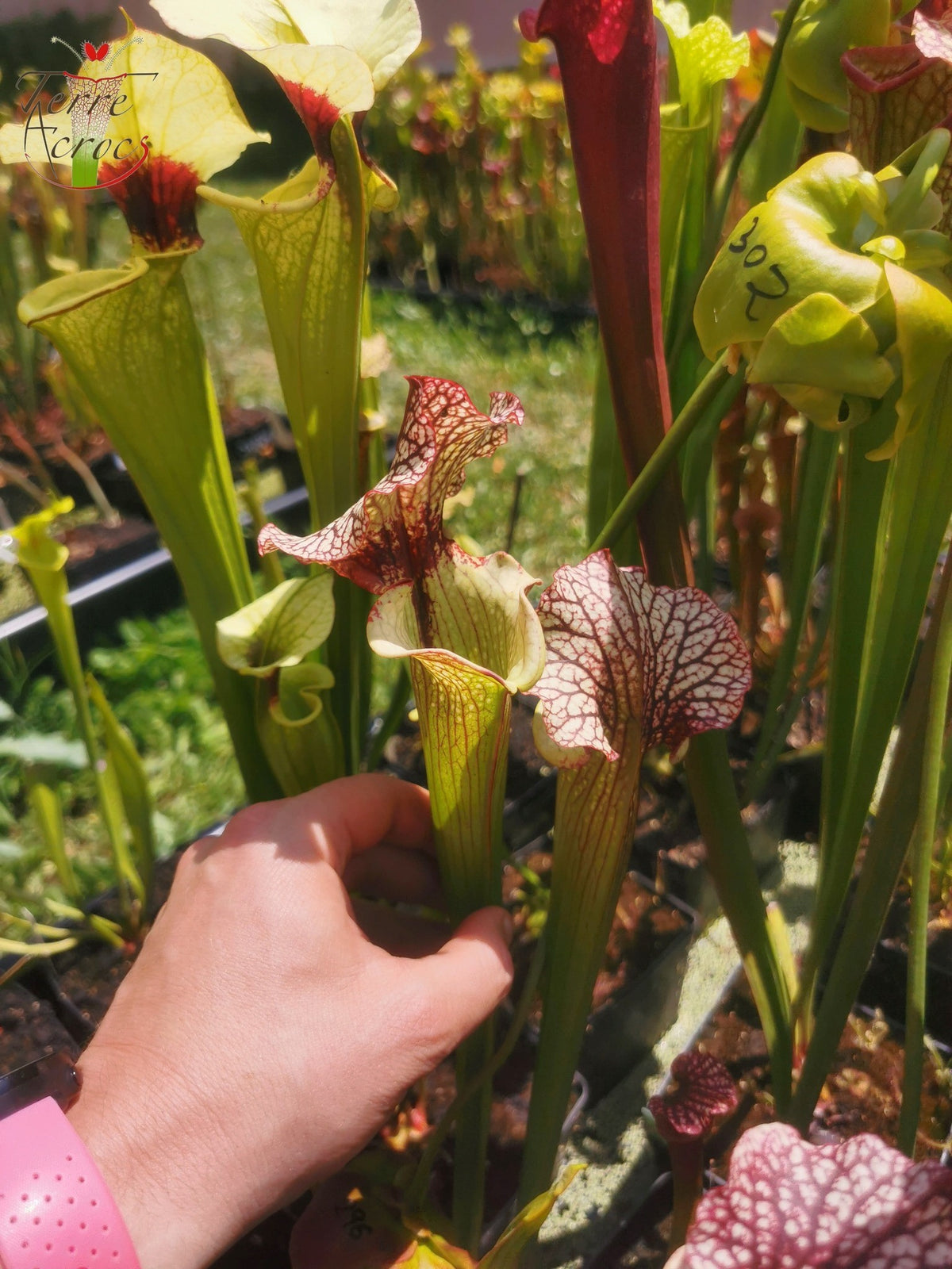 SXM13 Sarracenia x moorei -- "Tyrex"