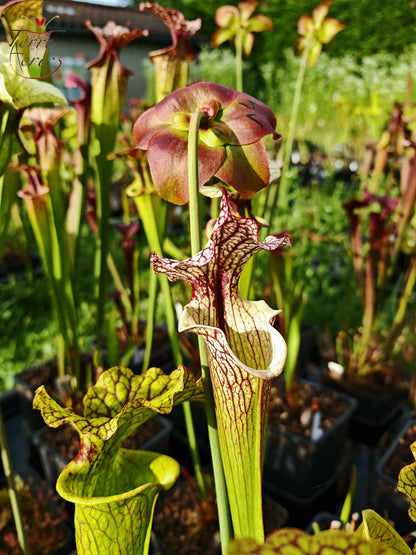 SXM13 Sarracenia x moorei -- "Tyrex"
