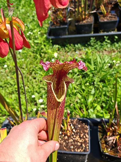 SXM13 Sarracenia x moorei -- "Tyrex"