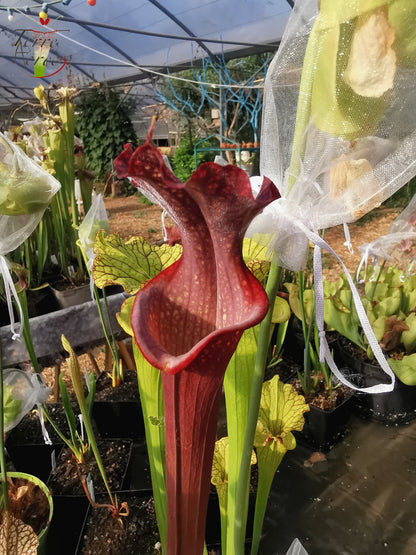 SXM14 Sarracenia x moorei – „Royal Ruby“ (H239, MK)