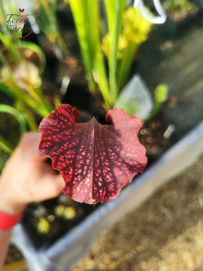 SXM14 Sarracenia x moorei – „Royal Ruby“ (H239, MK)