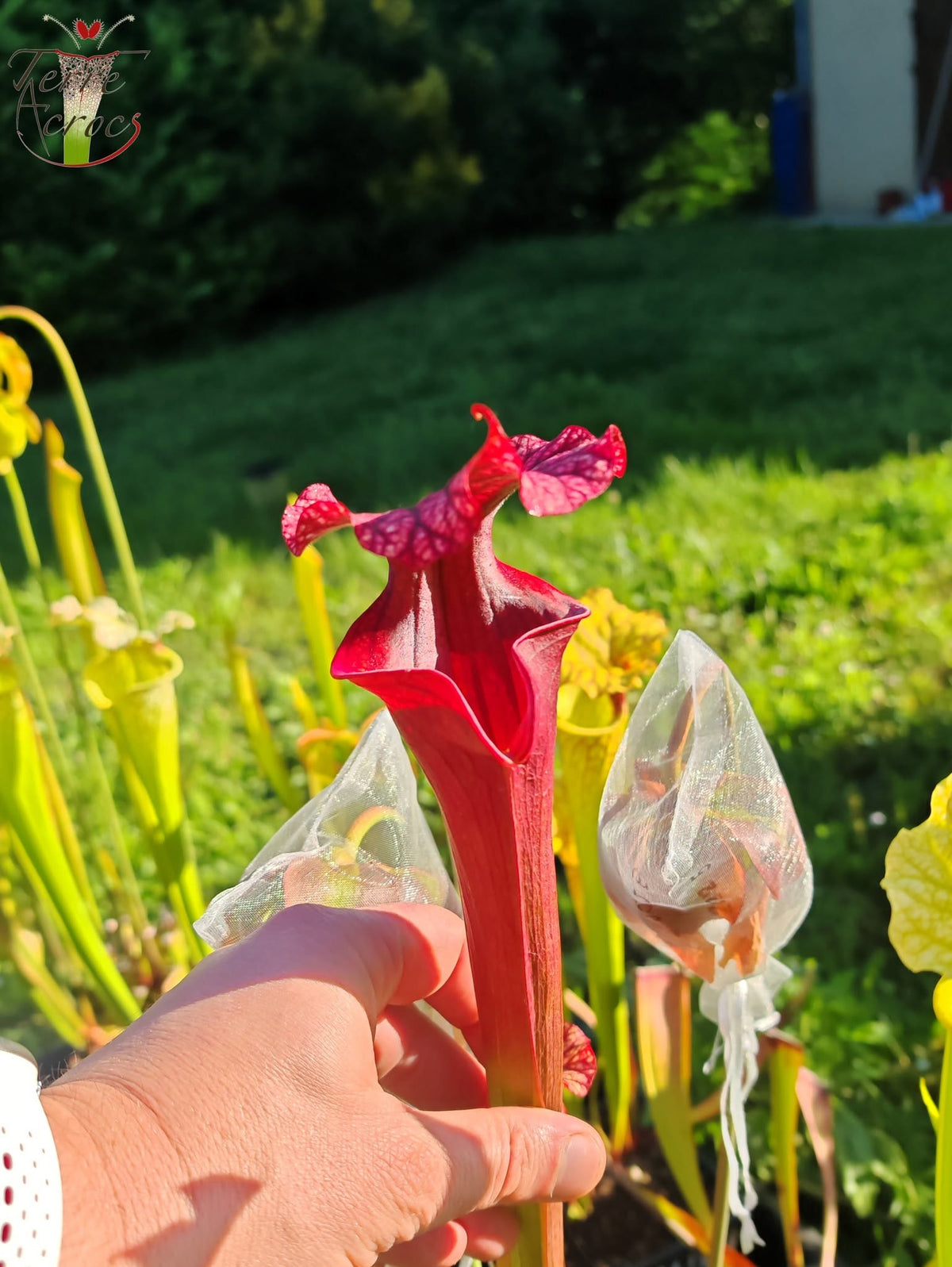 SXM14 Sarracenia x moorei – „Royal Ruby“ (H239, MK)