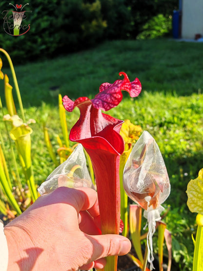 SXM14 Sarracenia x moorei – „Royal Ruby“ (H239, MK)