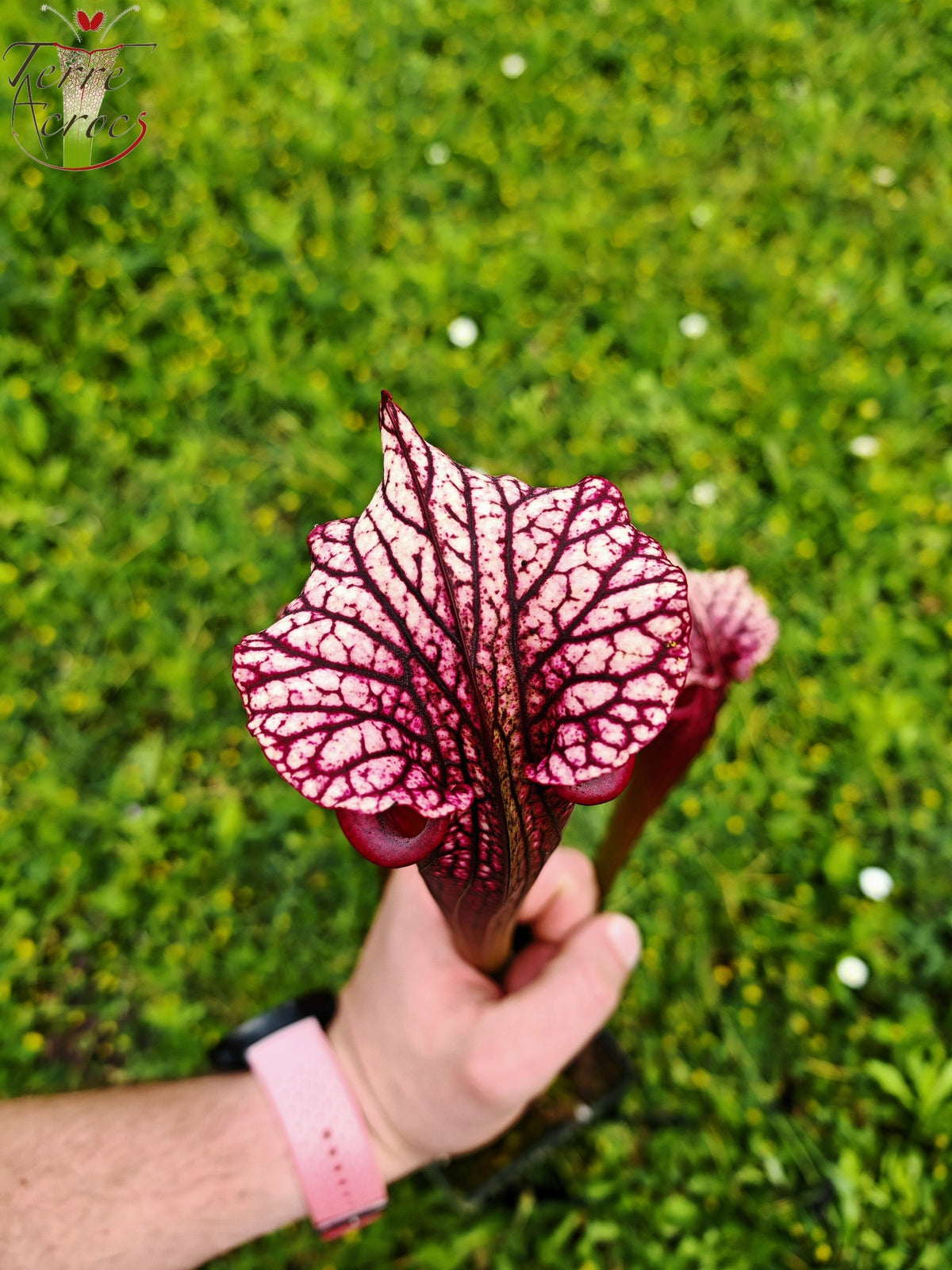 SXM17 Sarracenia x moorei -- (S. flava var. rubricorpora (F149, MK) x S. leucophylla -- (L18, MK))