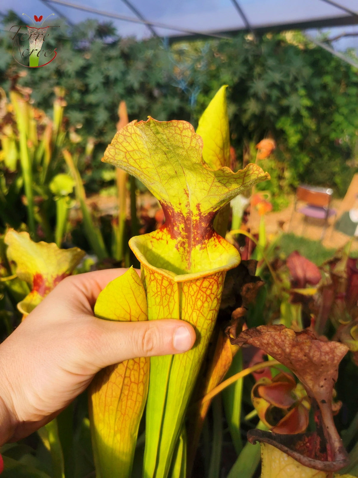 SXM18 Sarracenia x moorei -- (1, Sunbelle exotics usa x “Wilkerson's white knight”)