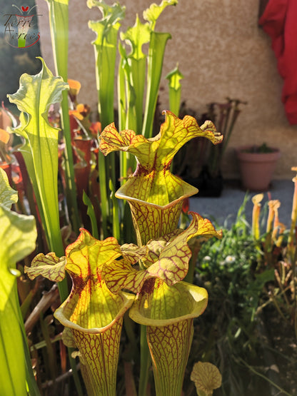 SXM18 Sarracenia x moorei -- (1, Sunbelle exotics usa x “Wilkerson's white knight”)