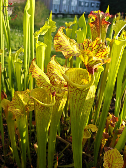 SXM18 Sarracenia x moorei -- (1, Sunbelle exotics usa x “Wilkerson's white knight”)