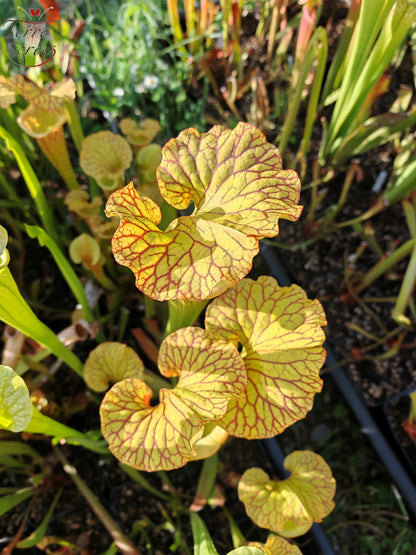 SXM18 Sarracenia x moorei -- (1, Sunbelle exotics usa x “Wilkerson's white knight”)