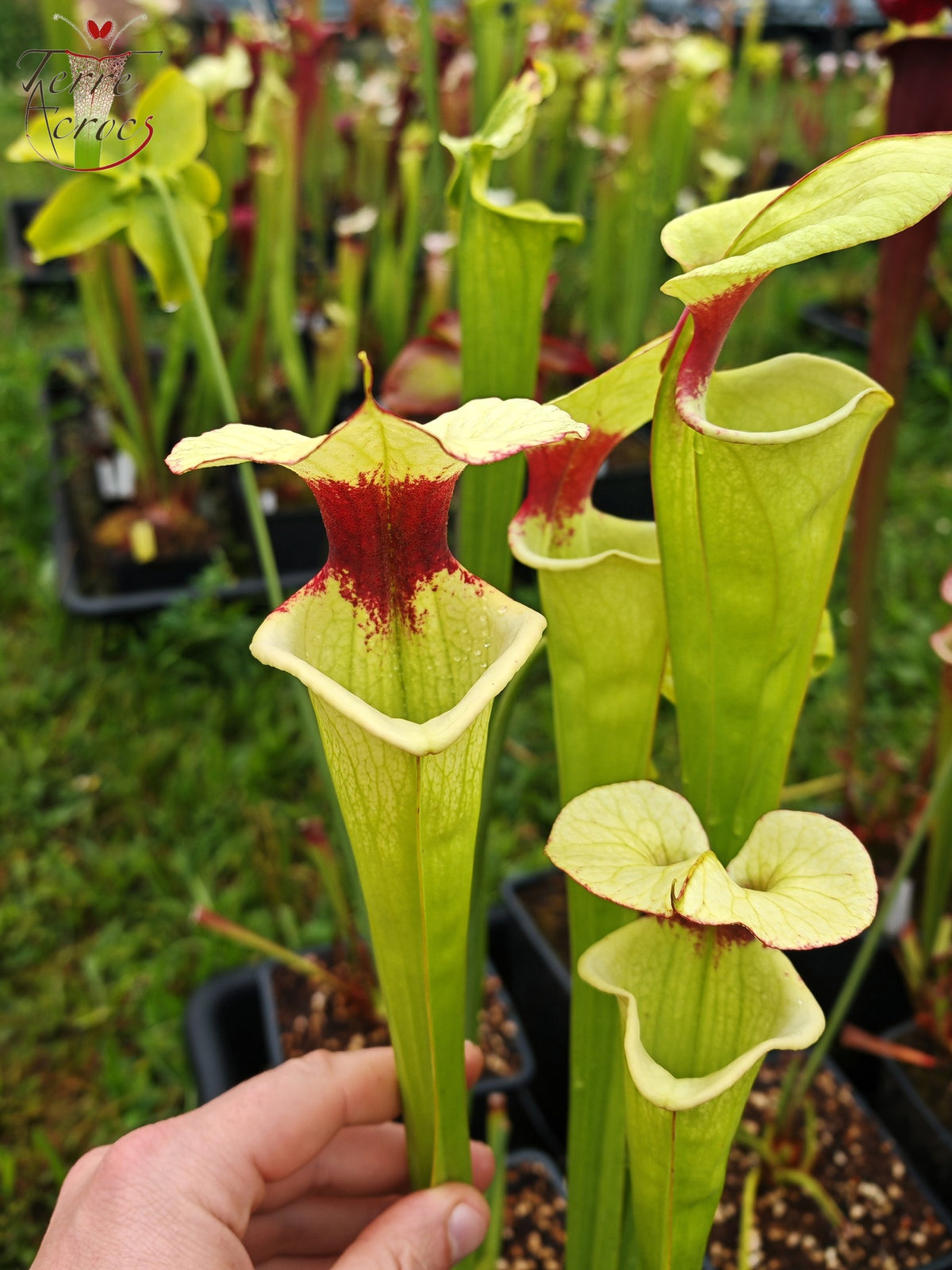 SXM19 Sarracenia x moorei -- "Leah Wilkerson F2" (Laurent Cosnefroy's clone) (H316, MK)