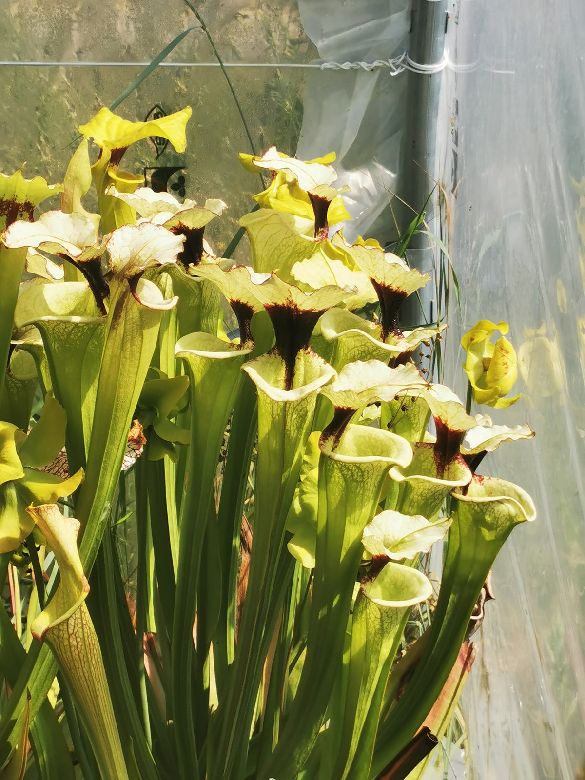 SXM19 Sarracenia x moorei -- "Leah Wilkerson F2" (Laurent Cosnefroy's clone) (H316, MK)