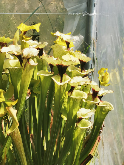 SXM19 Sarracenia x moorei -- "Leah Wilkerson F2" (Laurent Cosnefroy's clone) (H316, MK)