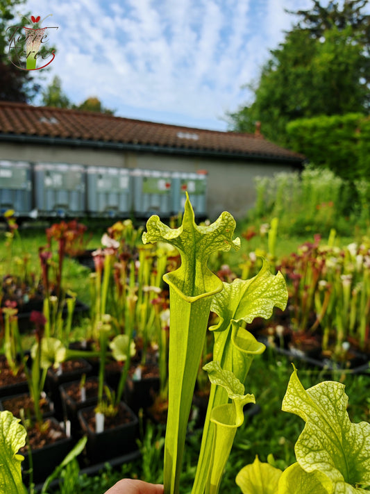 SXM20 Sarracenia x moorei -- -- (flava f. viridescens -- anthocyanin-free x leucophylla f. viridescens -- Green, anthocyanin free)