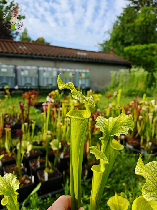 SXM20 Sarracenia x moorei -- -- (flava f. viridescens -- anthocyanin-free x leucophylla f. viridescens -- Green, anthocyanin free)