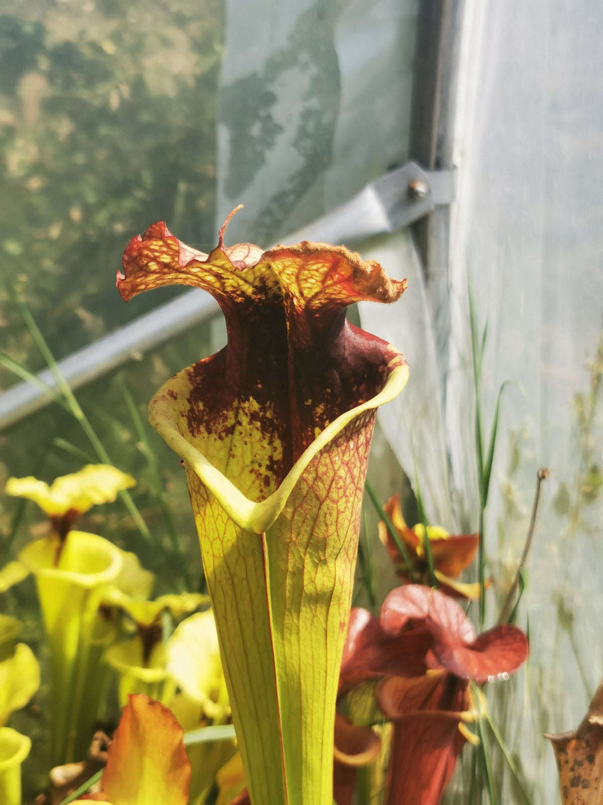 Sarracenia 2025 Samen (SXM21 x OP)