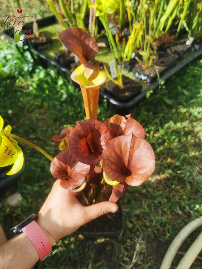 SXM22 Sarracenia x moorei – (S. leucophylla x S. flava var. cuprea – Cooper Top)