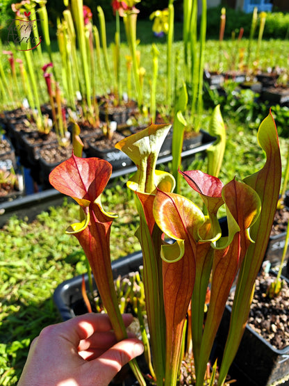 SXM22 Sarracenia x moorei – (S. leucophylla x S. flava var. cuprea – Cooper Top)