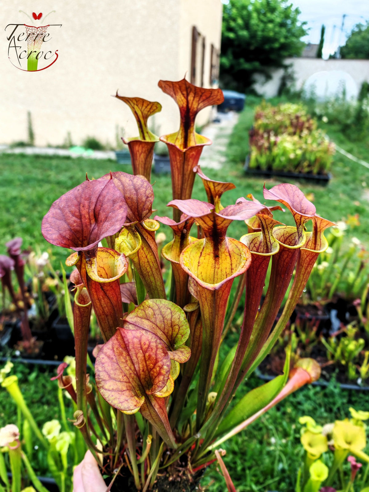 SXM22 Sarracenia x moorei – (S. leucophylla x S. flava var. cuprea – Cooper Top)