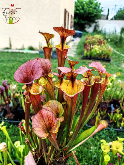 SXM22 Sarracenia x moorei – (S. leucophylla x S. flava var. cuprea – Cooper Top)