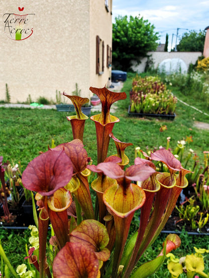 SXM22 Sarracenia x moorei – (S. leucophylla x S. flava var. cuprea – Cooper Top)