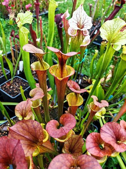 SXM22 Sarracenia x moorei – (S. leucophylla x S. flava var. cuprea – Cooper Top)