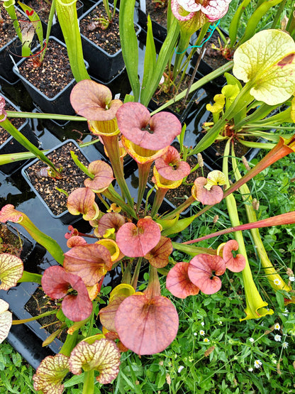 SXM22 Sarracenia x moorei – (S. leucophylla x S. flava var. cuprea – Cooper Top)