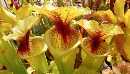 SXM23b Sarracenia x moorei -- 'Dunes'